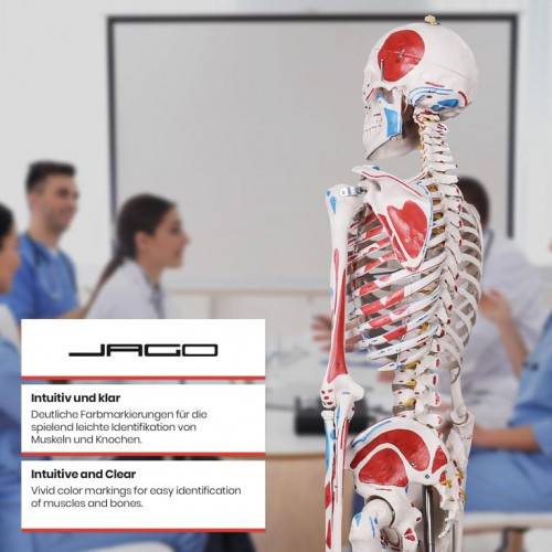 JAGO Anatómia človeka-kostra s detailmi maľby svalov, 181 cm